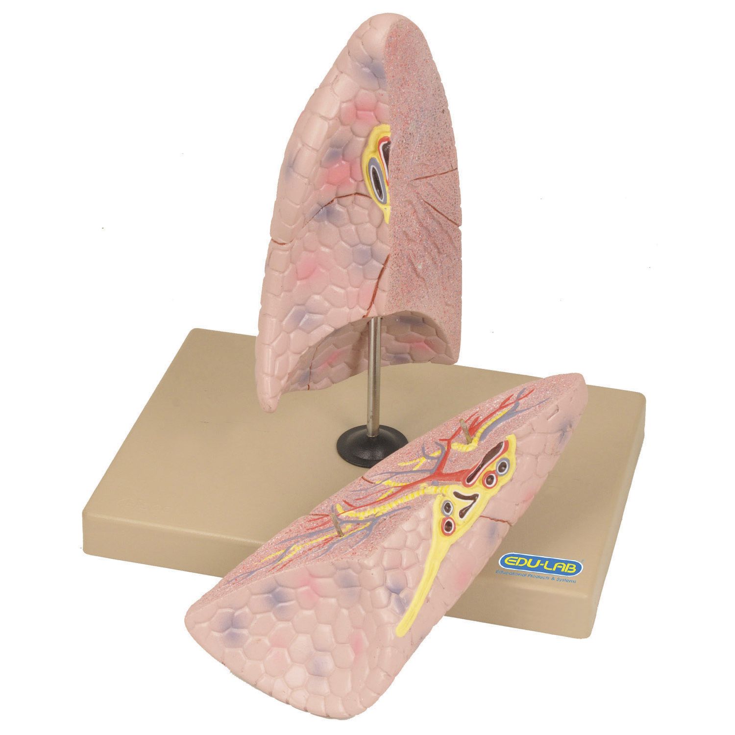 The Model: Lung (Right) - LabWorld.co.uk